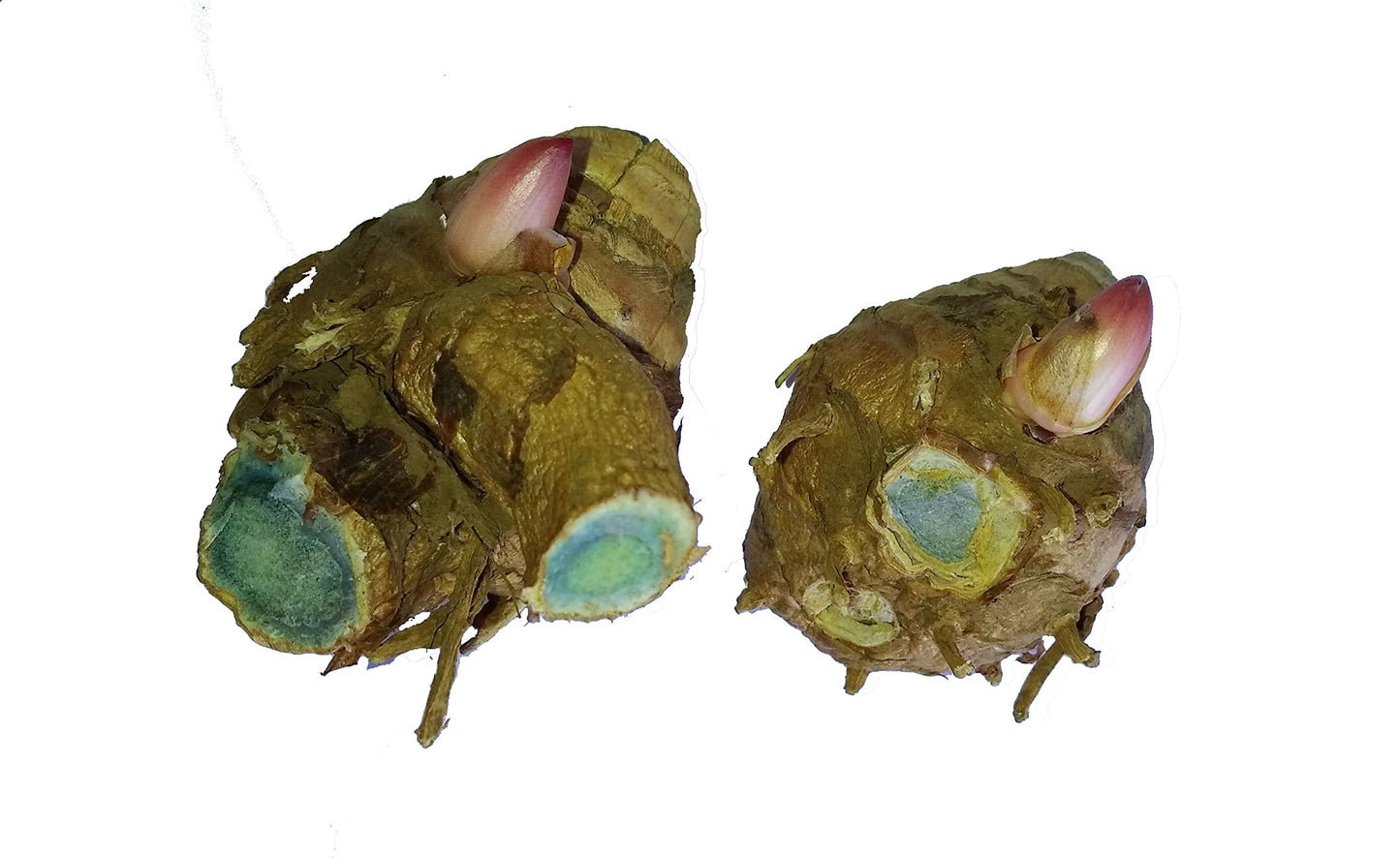 Vidagdha Black Turmeric | Kali haldi | Karumanjal | Seeds|Nalla Pasupu for Plantation (50 Gram)