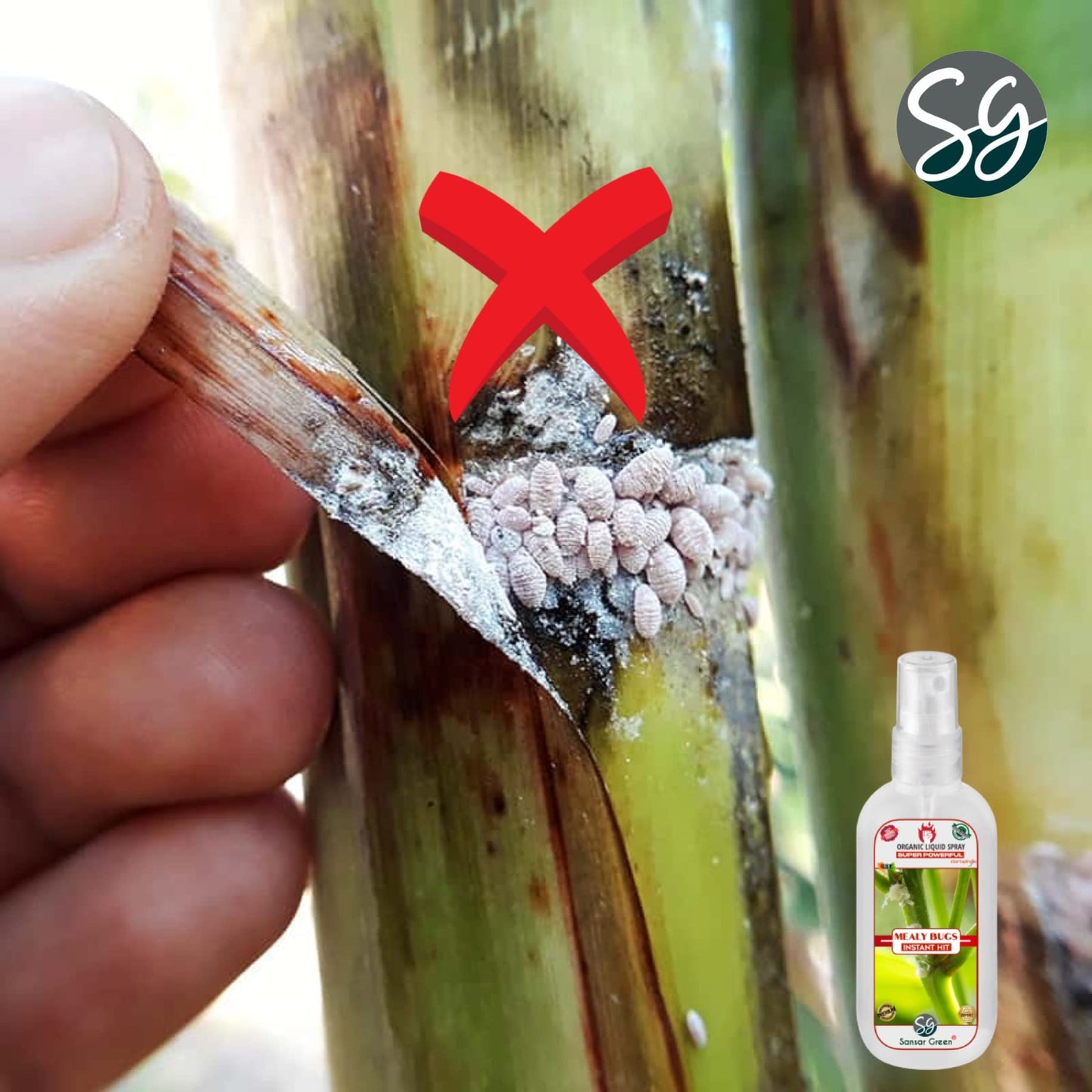 Sansar Green® Mealy Bug Instant Hit Spray, Premium Essential Super Powerful Liquid Spray for removing of Mealy Bugs from Plants (200 ml)