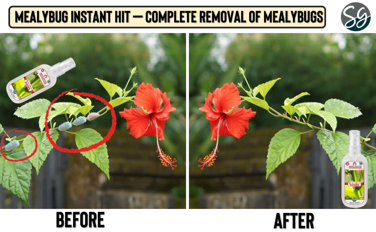 Sansar Green® Mealy Bug Instant Hit Spray, Premium Essential Super Powerful Liquid Spray for removing of Mealy Bugs from Plants (200 ml)