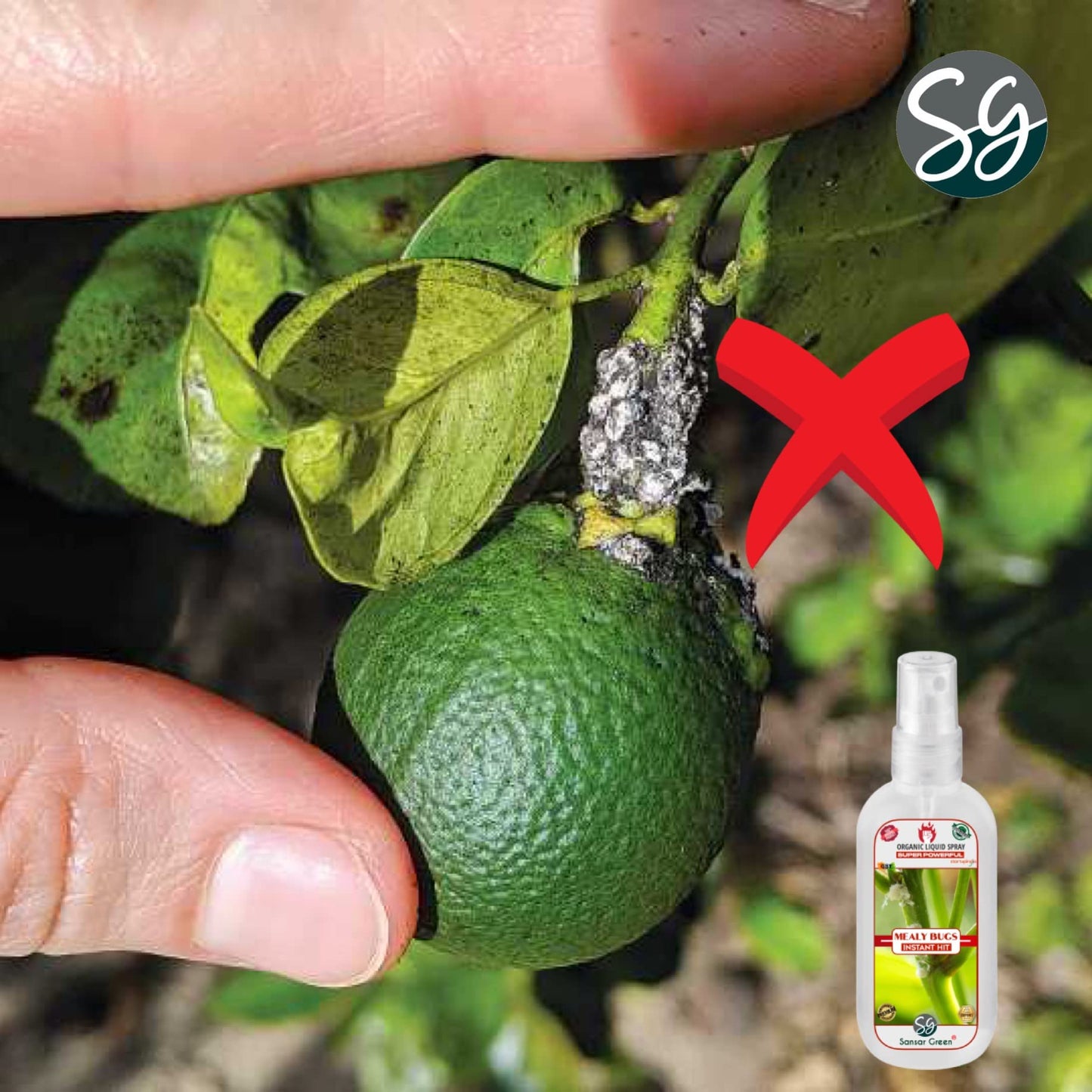 Sansar Green® Mealy Bug Instant Hit Spray, Premium Essential Super Powerful Liquid Spray for removing of Mealy Bugs from Plants (200 ml)